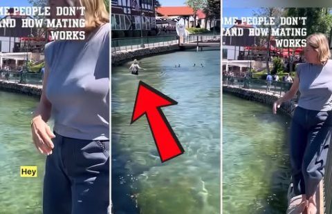 Karen Jumps In The Water To Block Ugly Duckling From Smashing In Lake Arrowhead, CA… Tried To Stop Male Duck From Getting Some Duck Tail!